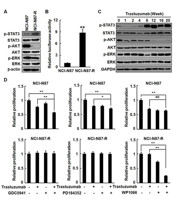 Survival signaling was shifted in NCI-N87-R cells.