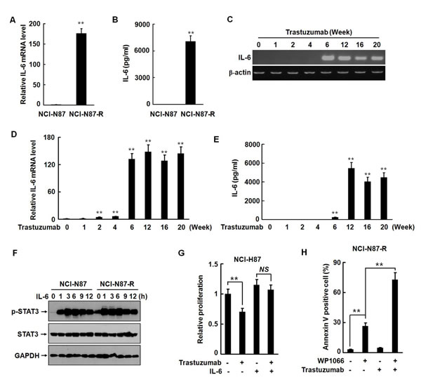 IL-6 autocrine is involved in development of trastuzumab resistance in NCI-N87 cells.