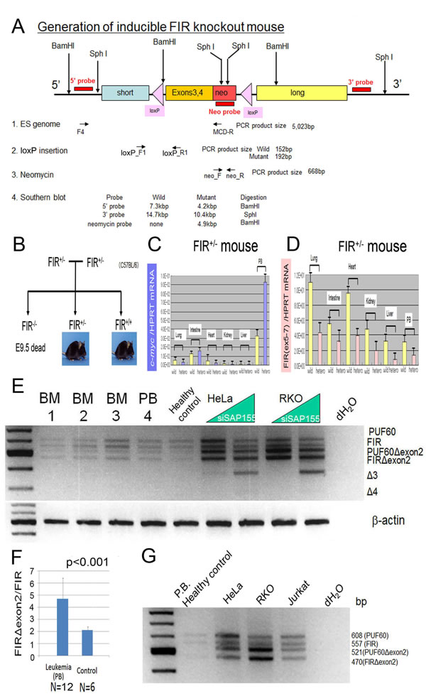 c-Myc mRNA was activated in the peripheral blood cells of inducible FIR heterozygous knockout mouse and FIR/IR&#x394;exon2 mRNA expression in human clinical leukemia/malignant lymphoma samples.