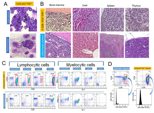 Histologic features and flow cytometry analysis of