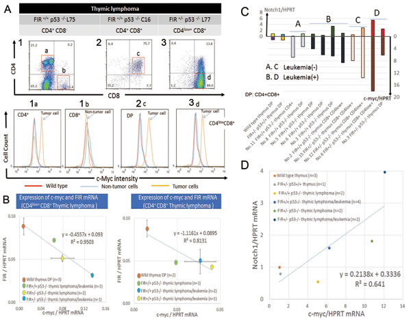 c-Myc protein is enhanced and showed inverse correlation with FIR in thymic lymphoma cells and promotes bone marrow invasion.