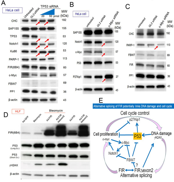 Figure7: Alternative splicing of FIR connects DNA damage response,