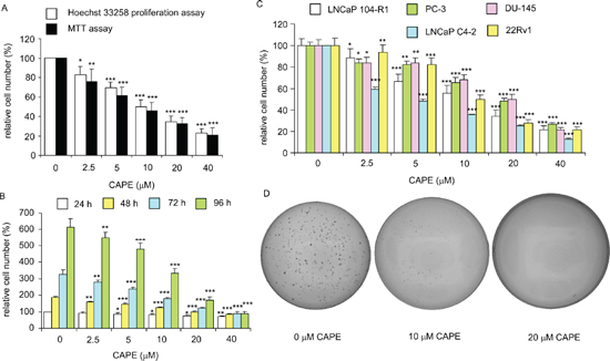 CAPE treatment dose-dependently reduced cell survival, proliferation, and soft agar colony formation of CRPC cells.