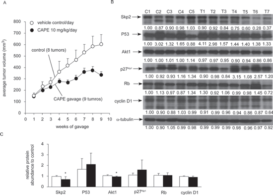 CAPE suppressed tumor growth of LNCaP 104-R1 xenografts.