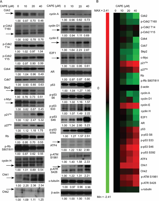 CAPE treatment affected abundance and phosphorylation of proteins regulating proliferation, cell cycle progression, and survival in LNCaP 104-R1 cells.