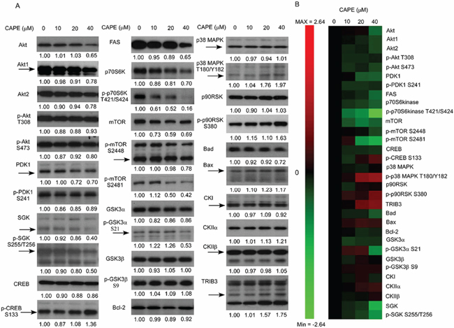 CAPE treatment affected abundance and phosphorylation of proteins involved in PI3K-Akt signaling pathways.