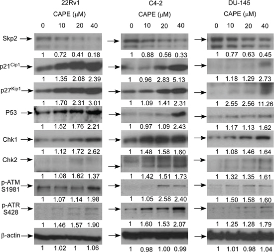 CAPE treatment affected abundance of proteins involved in cell cycle regulation and DNA damage checkpoint in CRPC cells.