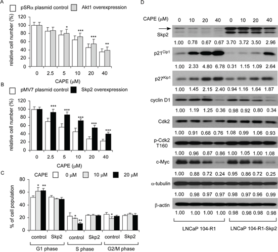Over-expression of Skp2 blocked the suppressive effect of CAPE on proliferation of LNCaP 104-R1 cells.