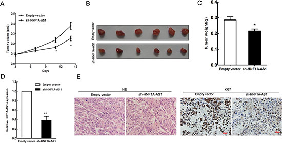 HNF1A-AS1 inhibits tumor growth in vivo.