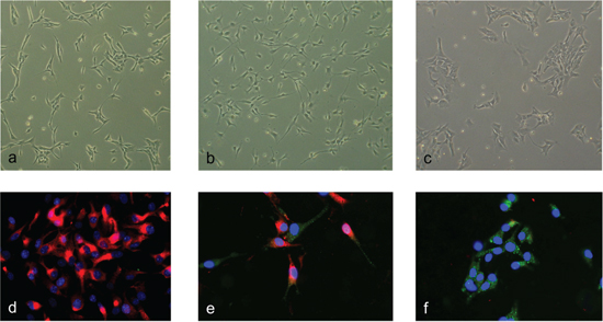 Morphology and marker expression changes upon differentiation induction.