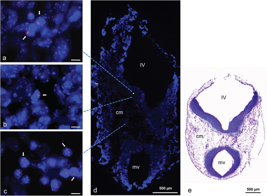 TRP53 amplification in mouse embryo stage E11.5.