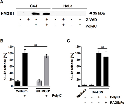 HMGB1 is released from PolyIC-stimulated C4-I cells.