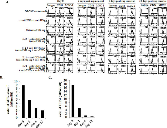 Increased expression of CD54 and MHC class I on OSCSCs differentiated with supernatants from IL-2+anti-CD16mAb treated NK cells.