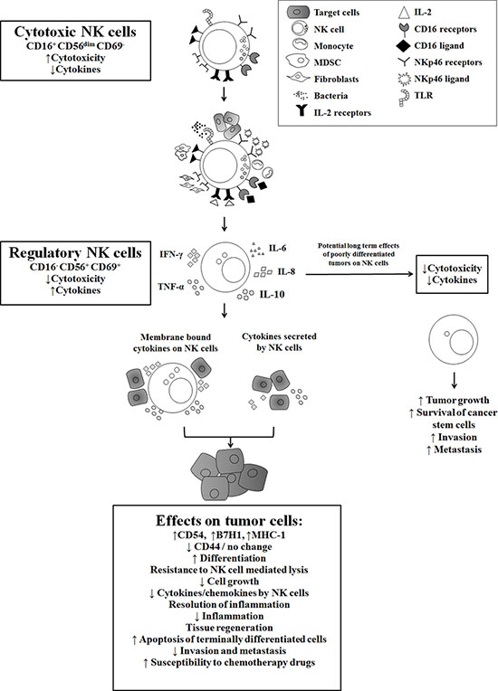 Hypothetical model of induction of anergized/regulatory NK cells in oral microenvironment by immune inflammatory cells and by the effectors of connective tissue to support differentiation of cancer stem cells resulting in their resistance to NK cell mediated cytotoxicity.