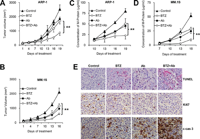 Anti-&#x03B2;2M mAbs enhance anti-MM effects of BTZ in vivo.