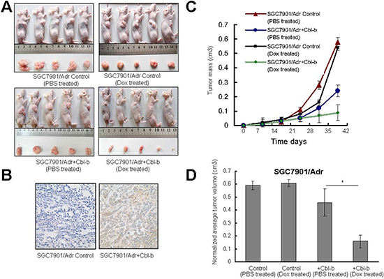 Effect of Cbl-b on Dox therapeutic sensitivity of subcutaneous gastric cancer in mice.