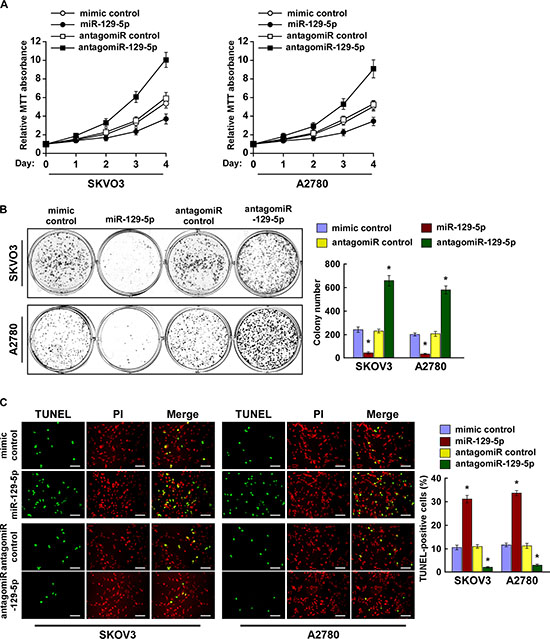 MiR-129-5p inhibits ovarian cancer cell proliferation and survival in vitro.