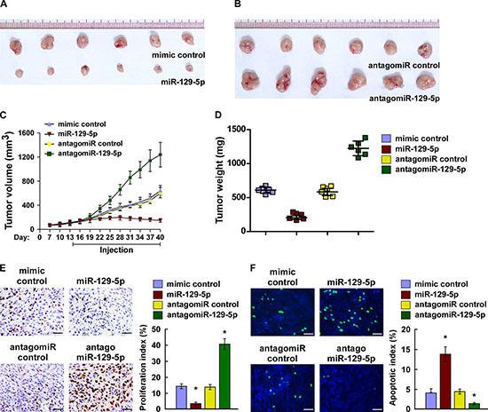 miR-129-5p suppresses tumorigenicity of ovarian cancer cells in vivo.