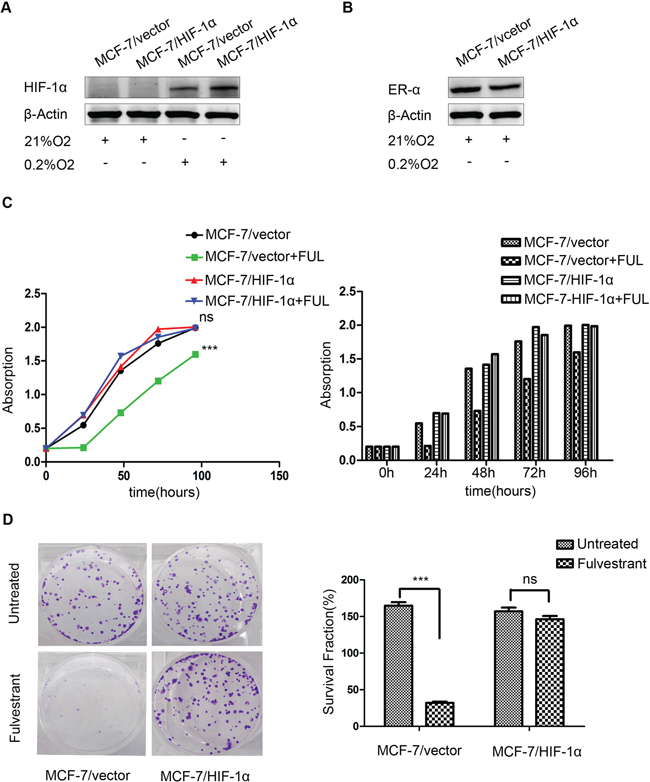Stable over-expression of HIF-1&#x03B1; decreases the sensitivity of breast cancer cells to fulvestrant.