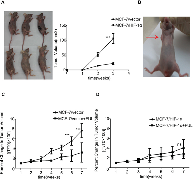 Stable over-expression of HIF-1&#x03B1; decreases the sensitivity of xenograft to fulvestrant.