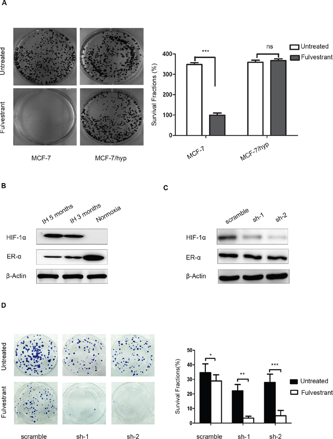 Knockdown of HIF-1&#x03B1; expression in intermittent hypoxic cells sensitizes breast cancer cells to fulvestrant.