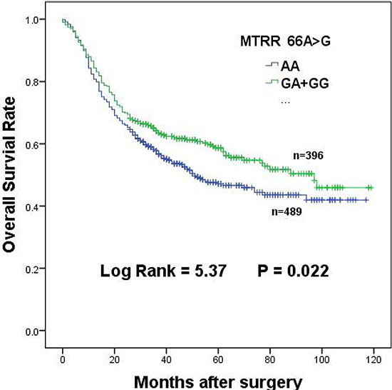 Overall survival of MTRR 66A &#x003E; G dominant genotypes in gastric cancer patients.