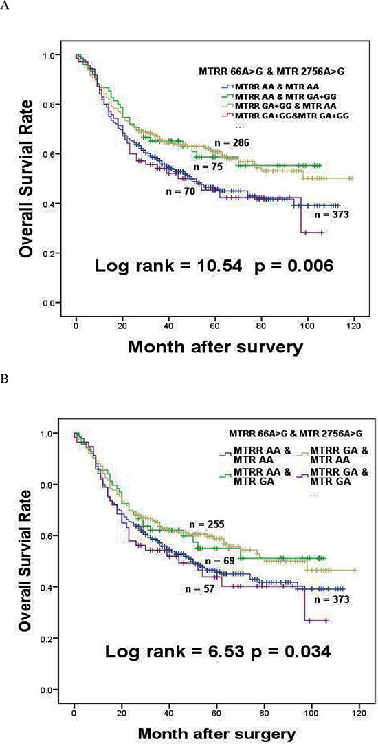 The effects of MTRR 66A &#x003E; G interaction with MTR 2756A &#x003E; G on survival of gastric cancer patients.