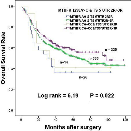 The effects of MTHFR 1298A &#x003E; C interaction with TS 5-UTR 2R &#x003E; 3R in dominant model on the survival of gastric cancer patients.