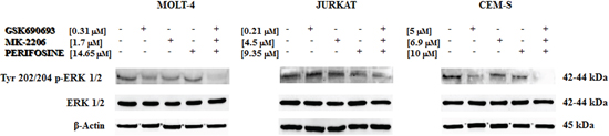 Multiple anti Akt drug treatment affects also MEK/ERK pathway.