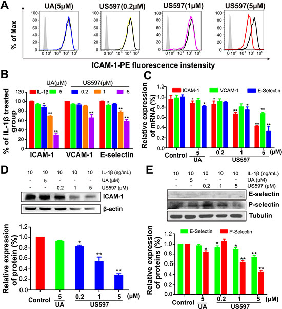 (A) Expression of ICAM-1 on HUVECs determined by flow cytometry, and (B) the inhibitory effect of UA/US597 on the expression of ICAM-1, VCAM-1 and E-selectin, silver area is an isotype control, blank curve as a control, blue curve represents UA (5 &#x03BC;M) treated group, yellow, purple and red line represents US597 treated group at concentrations of 0.2, 1 and 5 &#x03BC;M, respectively.