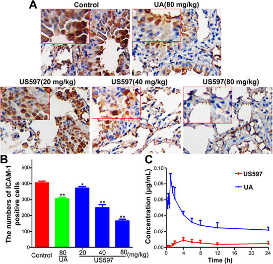 (A) Immunostaining with antibodies to ICAM-1 was performed on lung sections from mice.