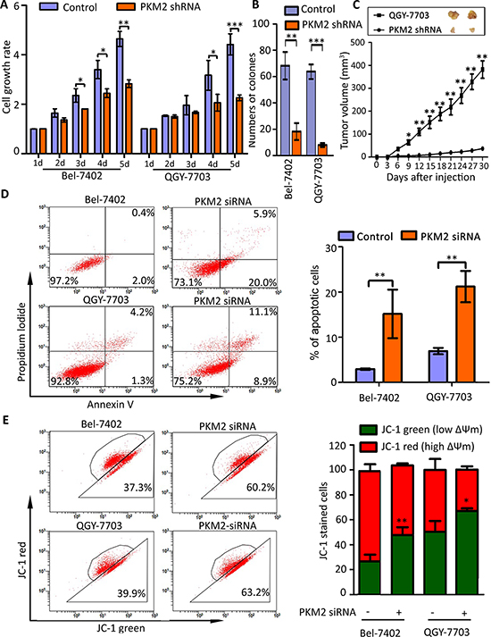 PKM2 knockdown inhibits cell proliferation and induces apoptosis.