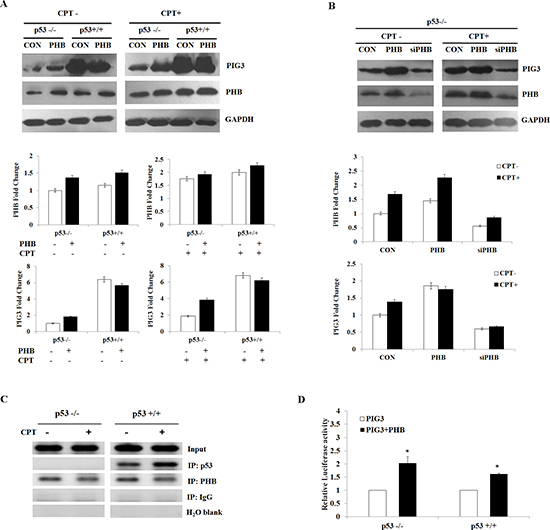 PHB regulates PIG3-mediated apoptosis in a p53-depentent or -independent manner.