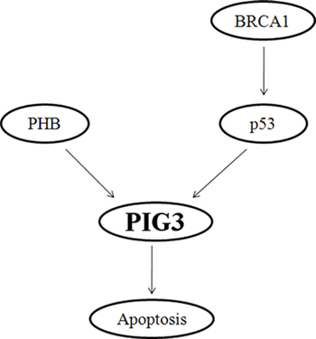 Schematic model depicting the critical role of BRCA1 in the regulation of PIG3-mediated apoptosis.