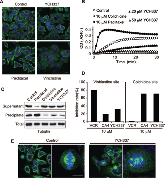 YCH337 inhibits microtubule polymerization by binding to the colchicine site and disrupts spindle assembly.