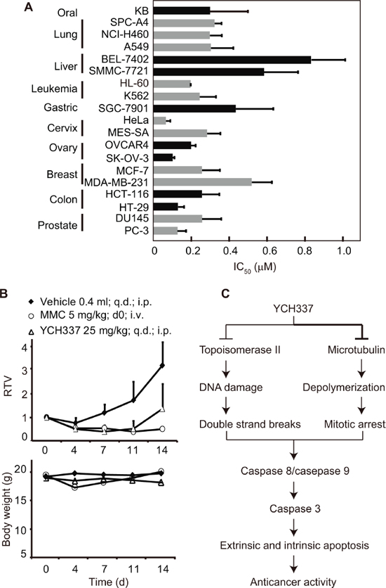 YCH337 inhibits proliferation and growth of human tumor cells in vitro and in vivo.