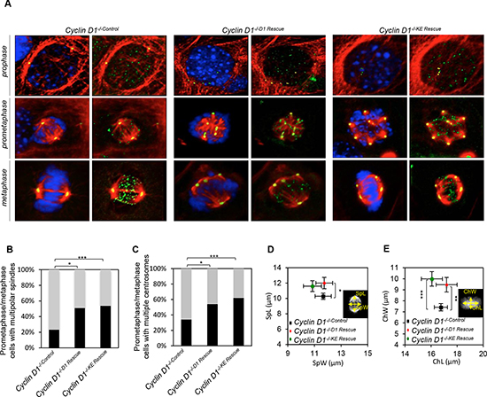 Cyclin D1 induction of centrosome amplification and mitotic spindle disorganization is independent of cyclin D1 kinase activity.