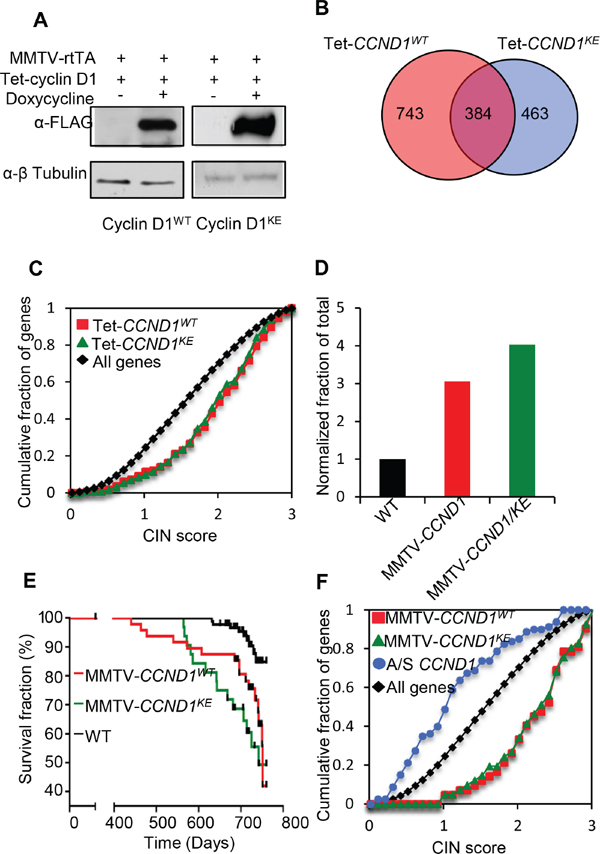 Cyclin D1 induces CIN genes in vivo and mouse mammary tumorigenesis independent of its kinase activity.