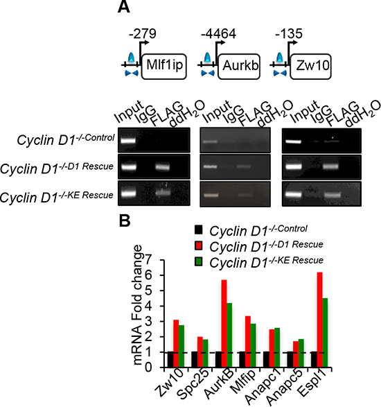 Cyclin D1WT and cyclin D1KE associate with and promotes expression of genes involved in mitosis.