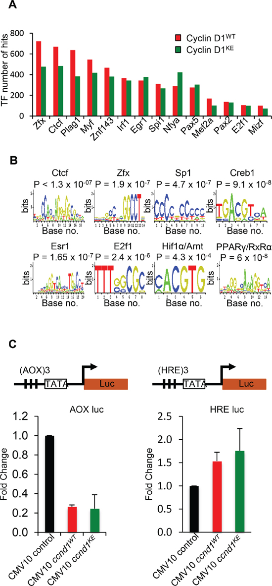 Identification of transcription factor motifs found in cyclin D1WT and cyclin D1KE interval sequences.