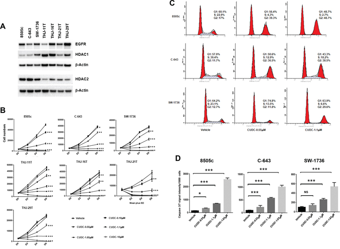 CUDC-101 inhibits ATC cell proliferation, and induces cell cycle arrest and apoptosis.