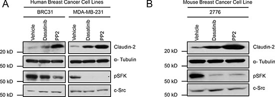 Inhibition of Src family kinases (SFK) enhances Claudin-2 expression in breast cancer cells.