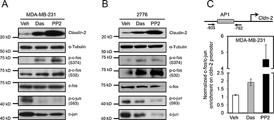 Differential phosphorylation and recruitment of c-Fos containing complexes to the AP1 site of the Claudin-2 promoter are associated with the changes in Claudin-2 expression following treatment with c-Src family kinase (SFK) inhibitors.