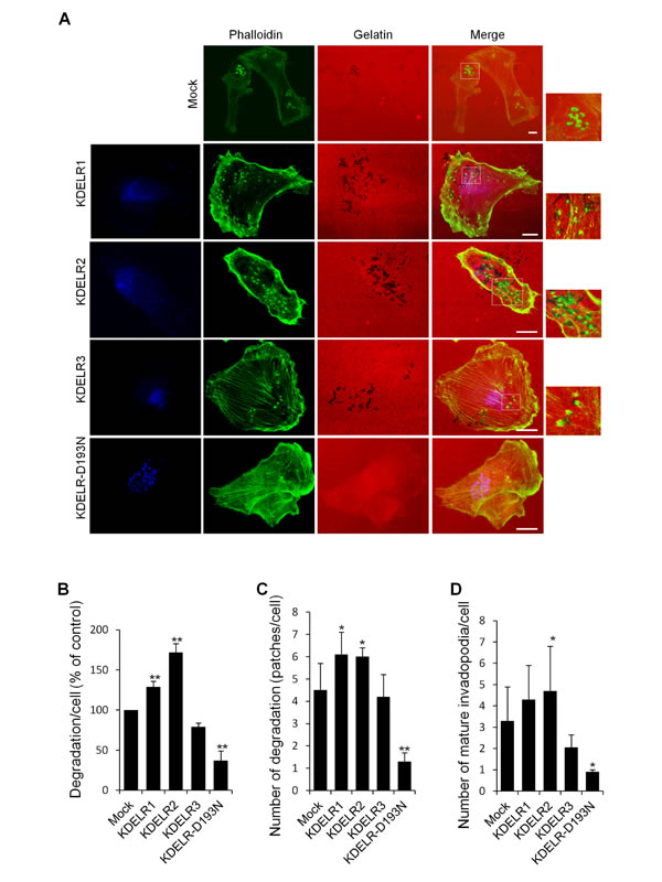 KDELR modulates the degradation of the ECM and the formation of invadopodia in MDA-MB-231 cells.