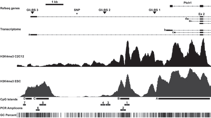 Murine Ptch promoter region analyzed in this study.