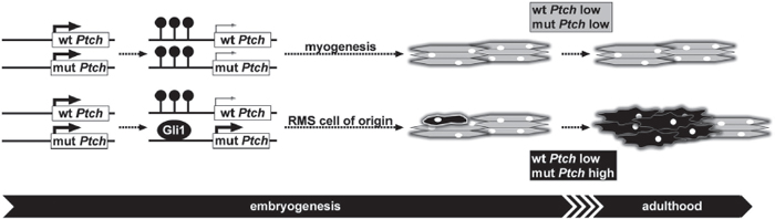 Mechanism of RMS formation in heterozygous Ptch mice.