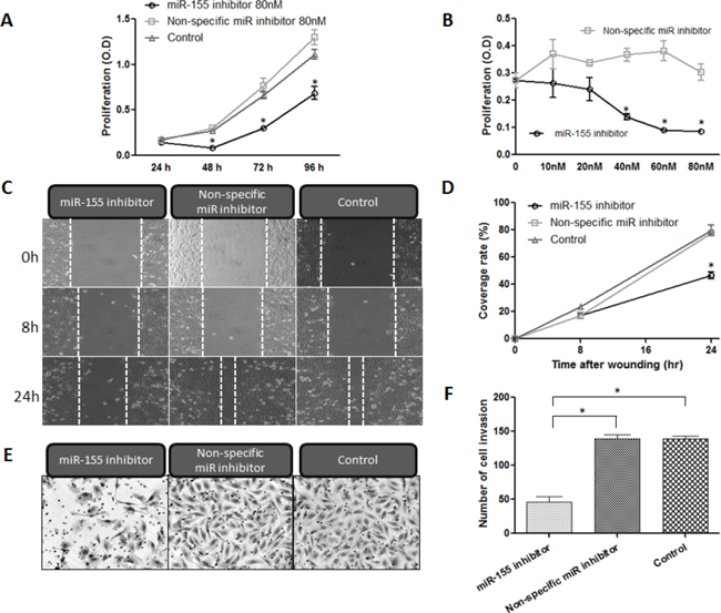 Inhibition of miR-155 decreases proliferation, migration, and invasion of chordoma cells.