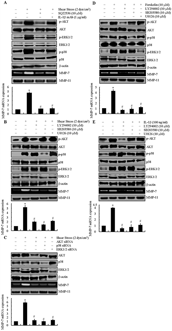 Involvement of cAMP and IL-1&#x03B2; in mediating fluid shear stress to regulate the synthesis of MMP-7 via AKT, ERK1/2 and p38 signaling pathways in SW1353 cells.