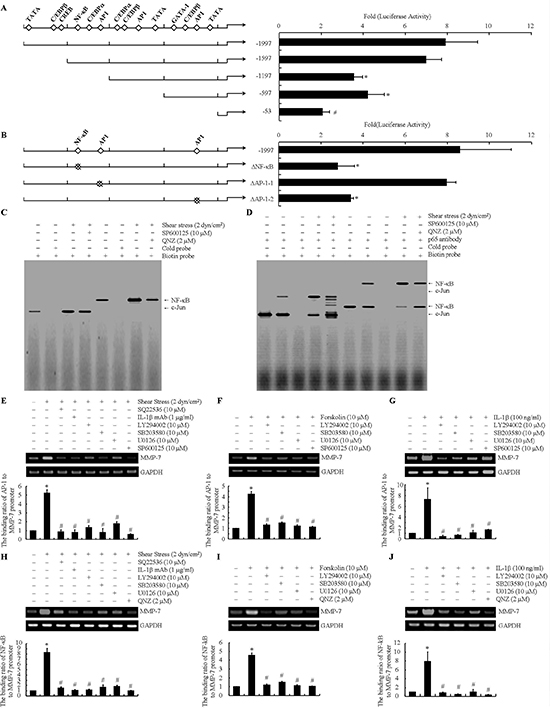 NF-&#x03BA;B and c-Jun are identified as the essential transcriptional factors for MMP-7 synthesis in human chondrosarcoma cells.