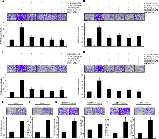 MMP-7 enhances the migration and invasion of human chondrosarcoma cells.